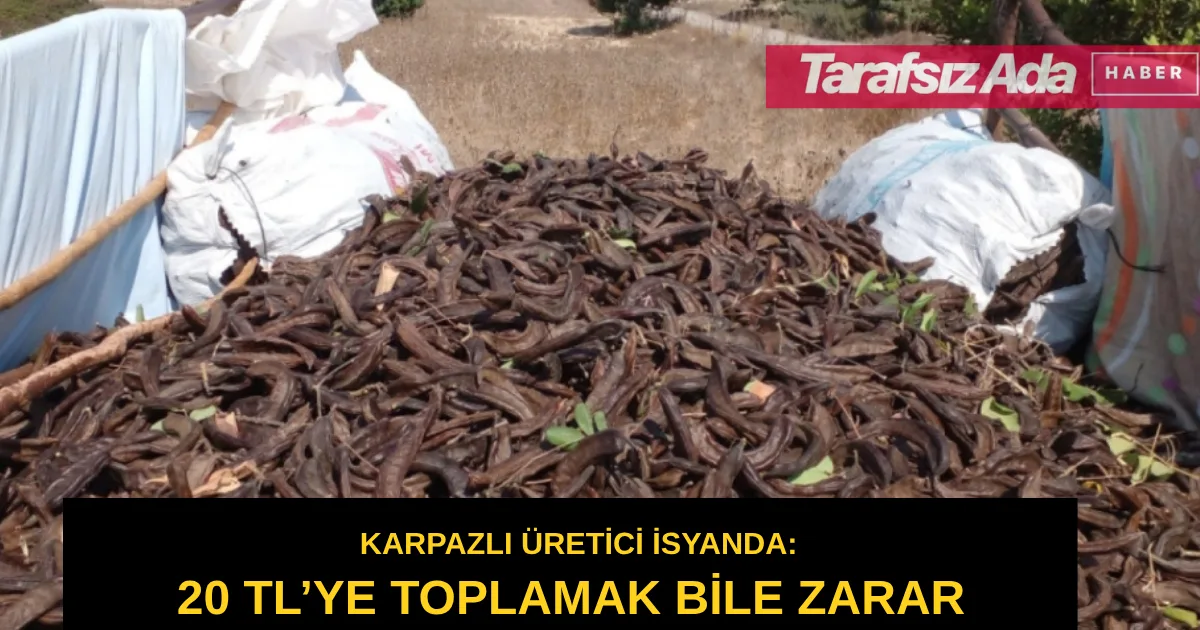KARA ALTIN DALINDA ÇÜRÜYECEK